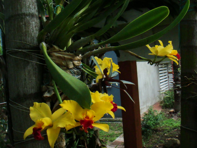 [Foto de planta, jardin, jardineria]