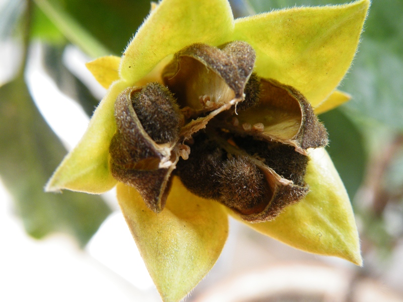 [Foto de planta, jardin, jardineria]