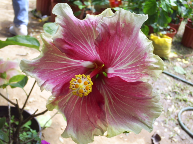 [Foto de planta, jardin, jardineria]