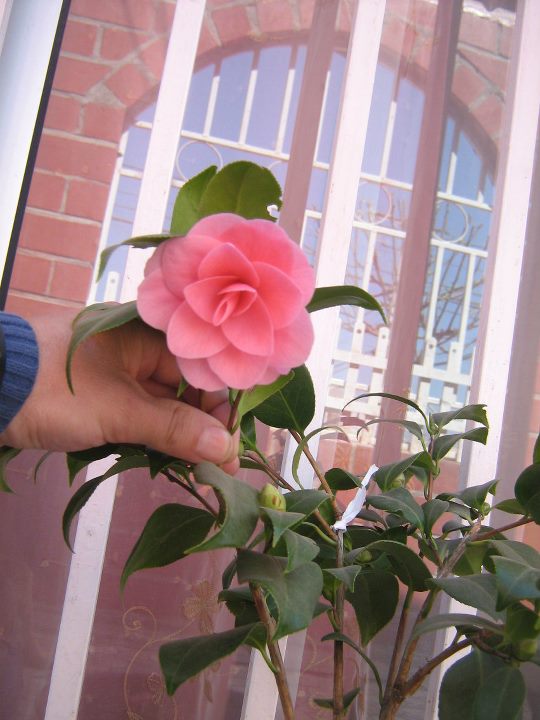 [Foto de planta, jardin, jardineria]