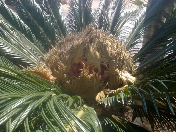 [Foto de planta, jardin, jardineria]