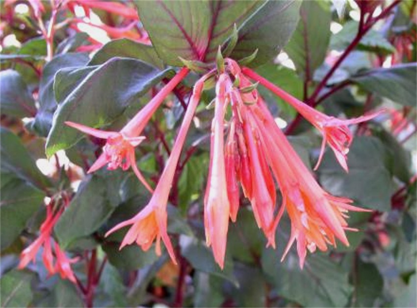 [Foto de planta, jardin, jardineria]