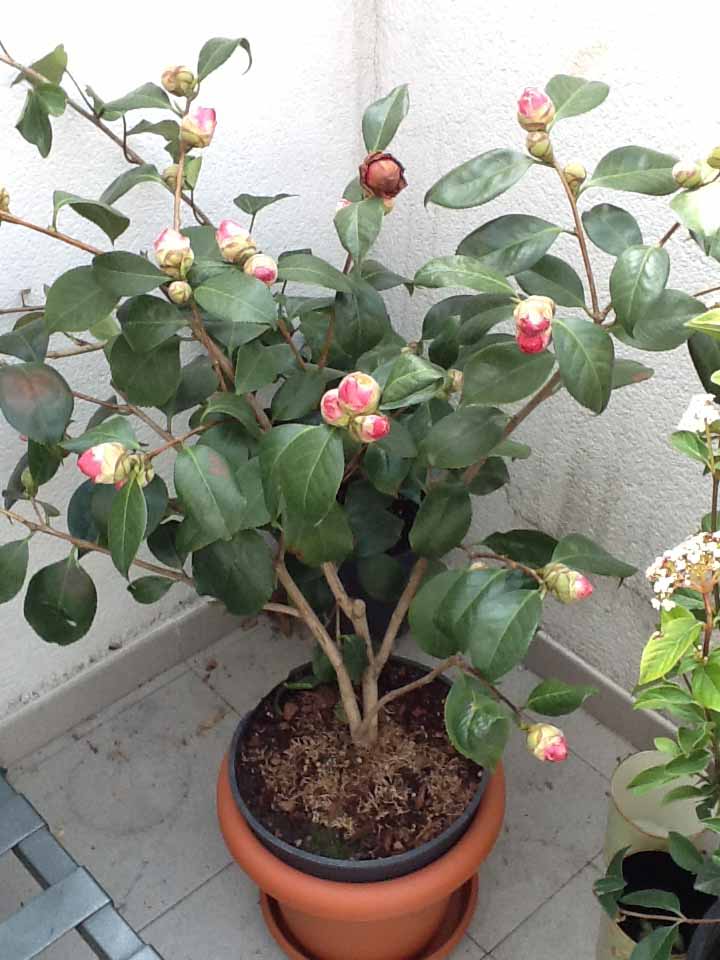 [Foto de planta, jardin, jardineria]