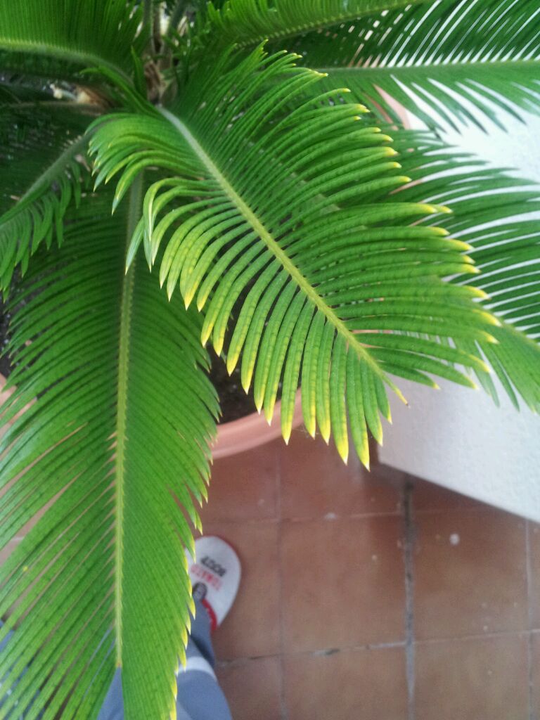 [Foto de planta, jardin, jardineria]
