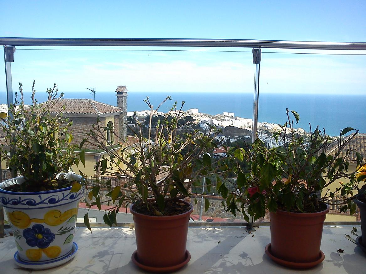 [Foto de planta, jardin, jardineria]