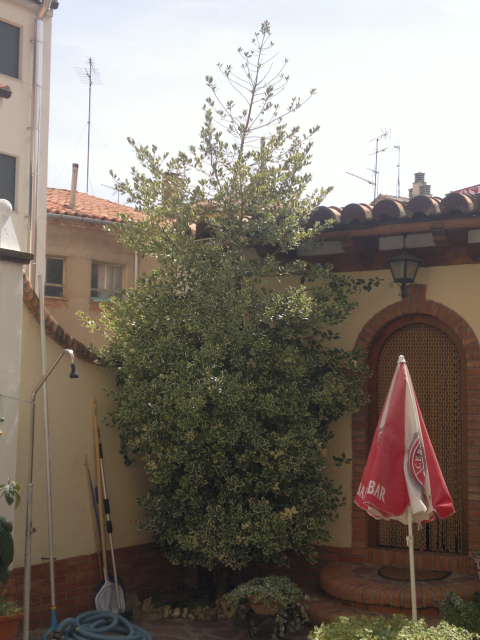 [Foto de planta, jardin, jardineria]