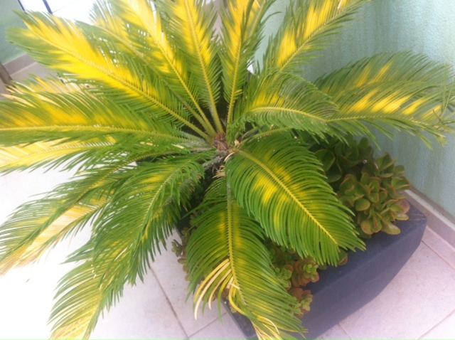 [Foto de planta, jardin, jardineria]