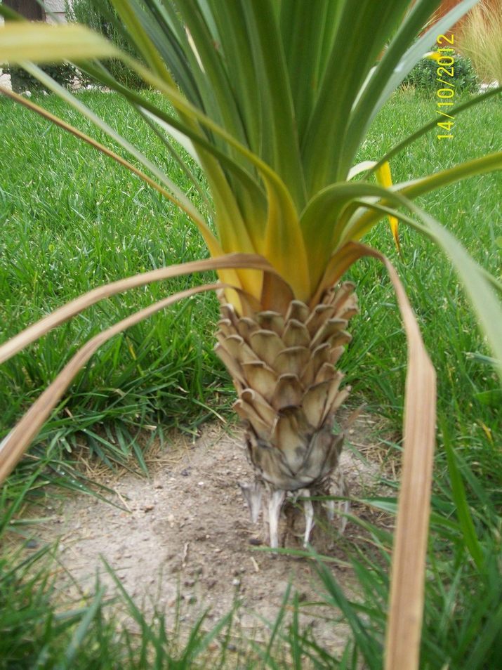 [Foto de planta, jardin, jardineria]