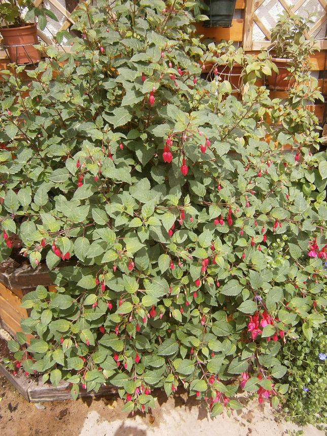 [Foto de planta, jardin, jardineria]