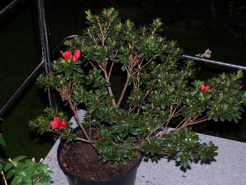 [Foto de planta, jardin, jardineria]