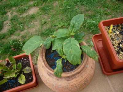 [Foto de planta, jardin, jardineria]