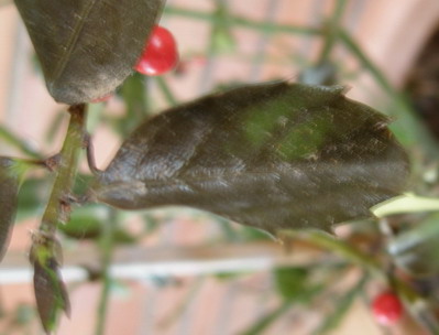 [Foto de planta, jardin, jardineria]