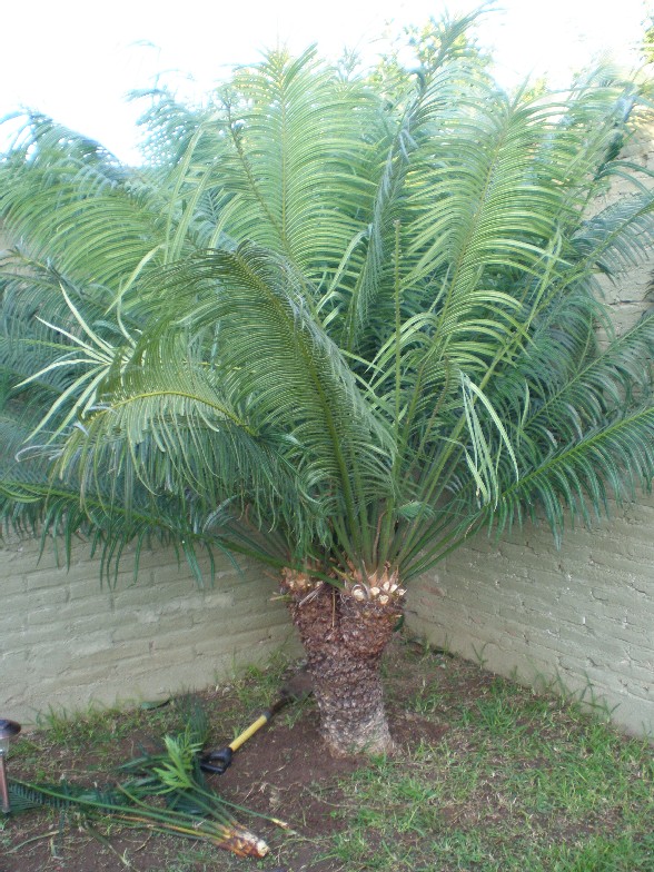 [Foto de planta, jardin, jardineria]