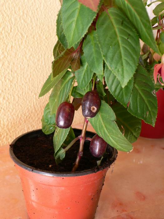 [Foto de planta, jardin, jardineria]