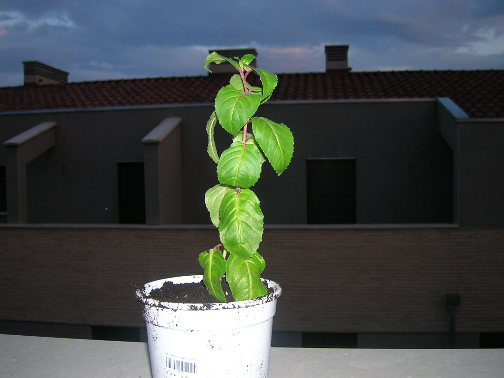 [Foto de planta, jardin, jardineria]