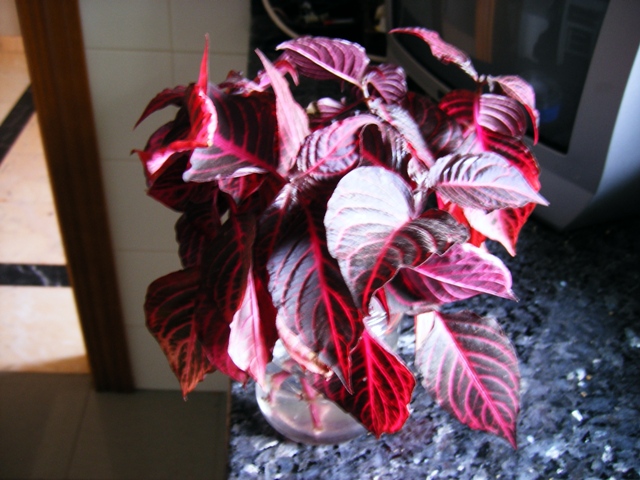 [Foto de planta, jardin, jardineria]