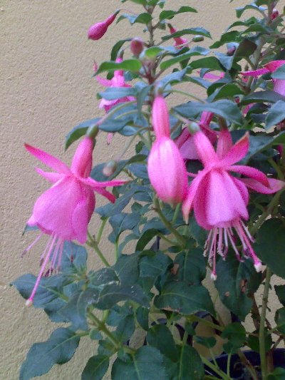 [Foto de planta, jardin, jardineria]