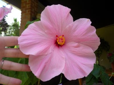 [Foto de planta, jardin, jardineria]
