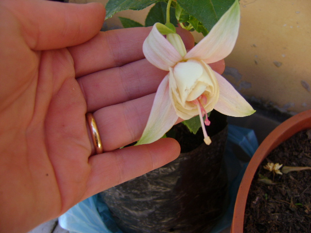 [Foto de planta, jardin, jardineria]