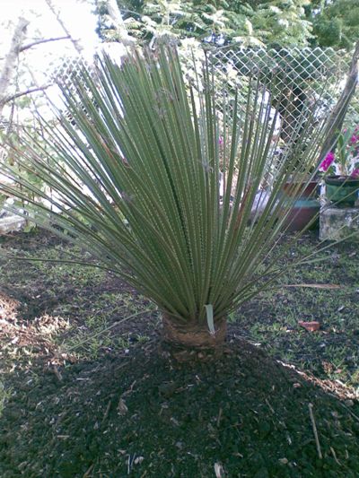 [Foto de planta, jardin, jardineria]