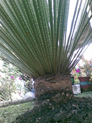 [Foto de planta, jardin, jardineria]