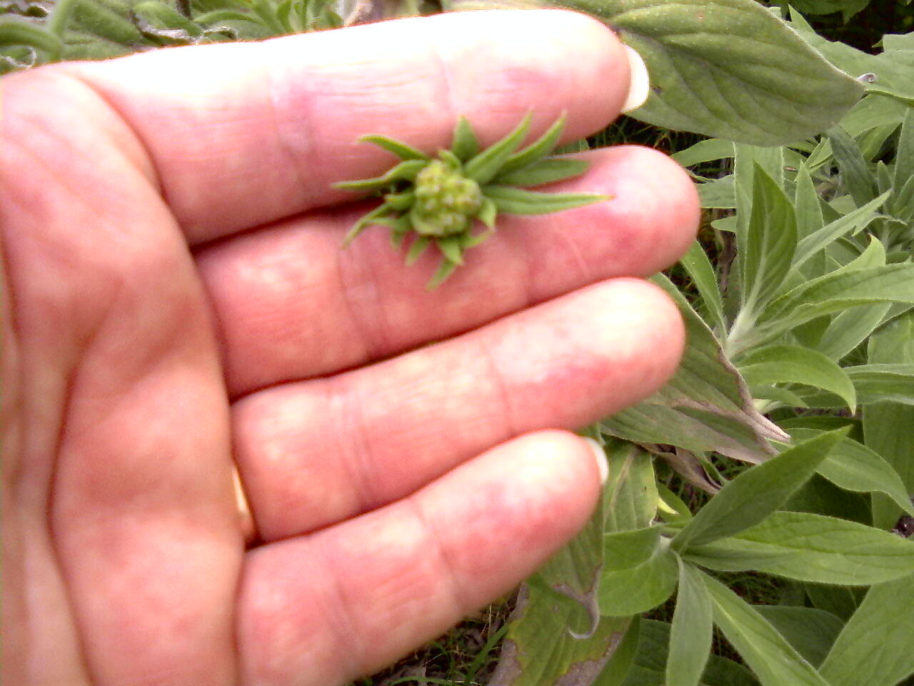 [Foto de planta, jardin, jardineria]