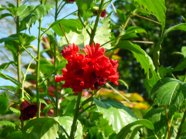 [Foto de planta, jardin, jardineria]