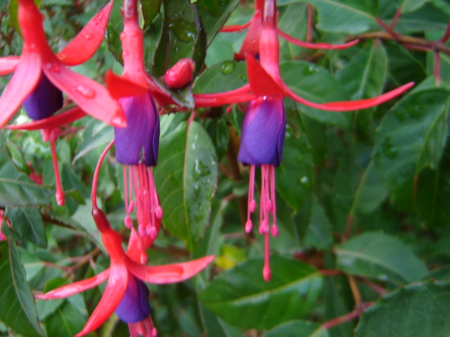 [Foto de planta, jardin, jardineria]