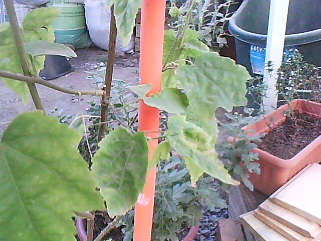 [Foto de planta, jardin, jardineria]