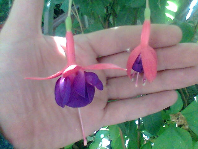[Foto de planta, jardin, jardineria]