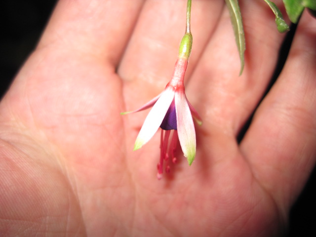 [Foto de planta, jardin, jardineria]