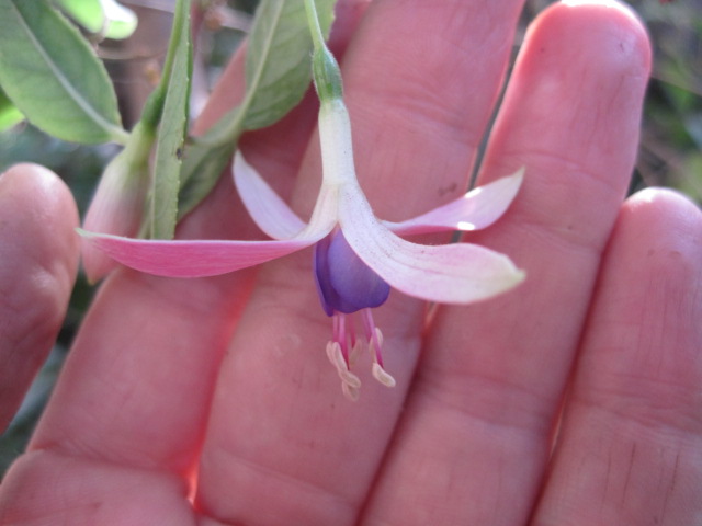 [Foto de planta, jardin, jardineria]