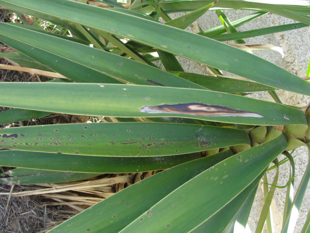 [Foto de planta, jardin, jardineria]