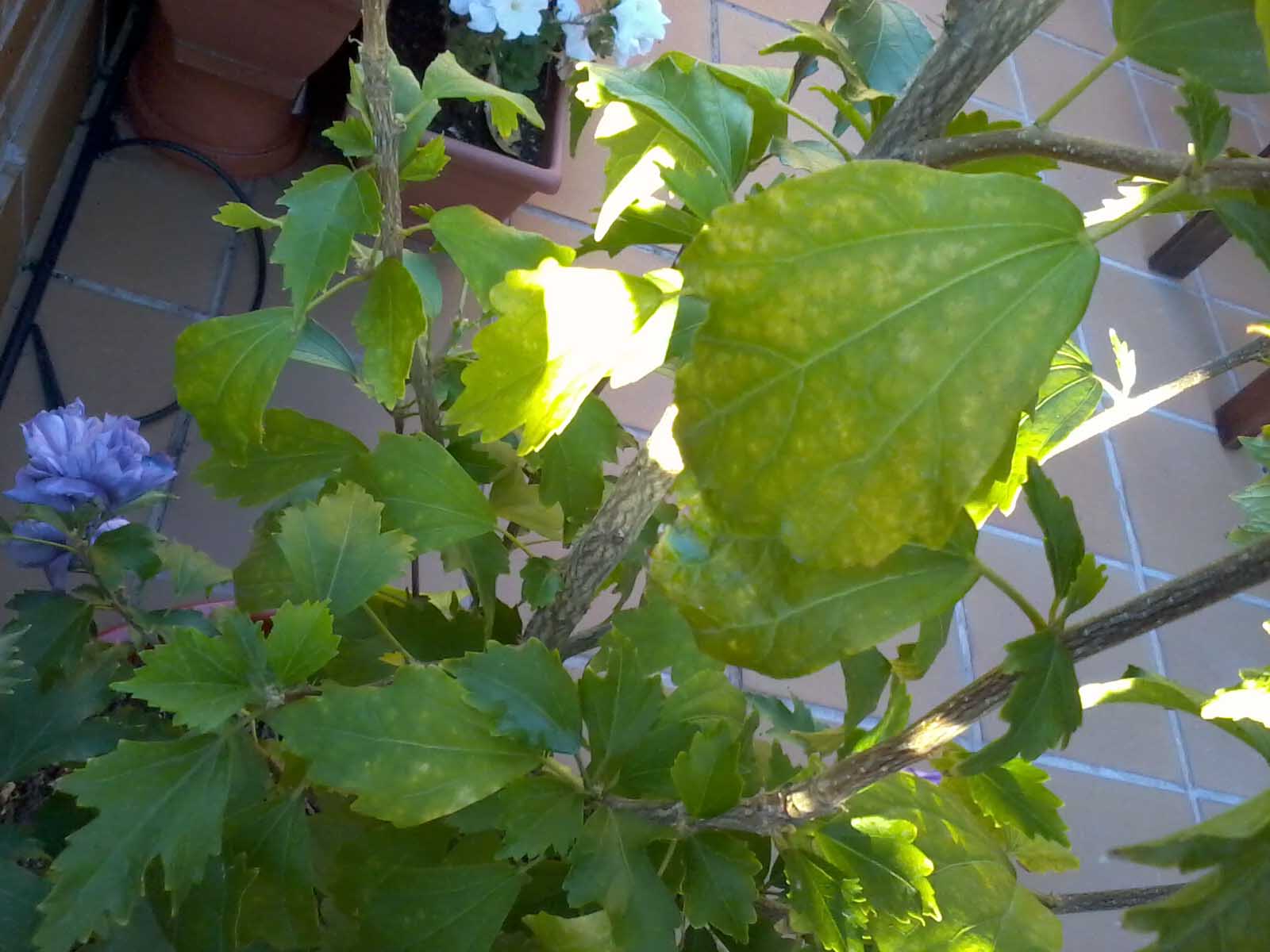 [Foto de planta, jardin, jardineria]