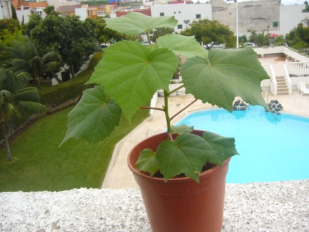 [Foto de planta, jardin, jardineria]