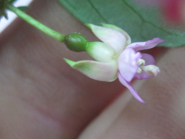 [Foto de planta, jardin, jardineria]