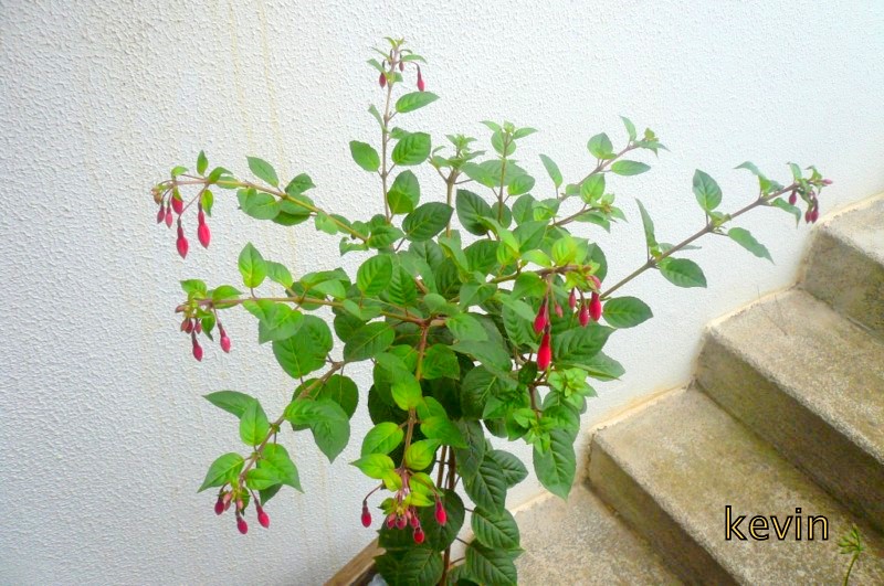 [Foto de planta, jardin, jardineria]