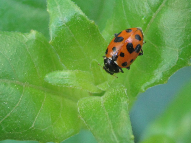 [Foto de planta, jardin, jardineria]