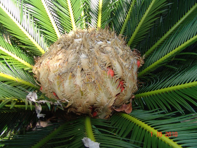 [Foto de planta, jardin, jardineria]