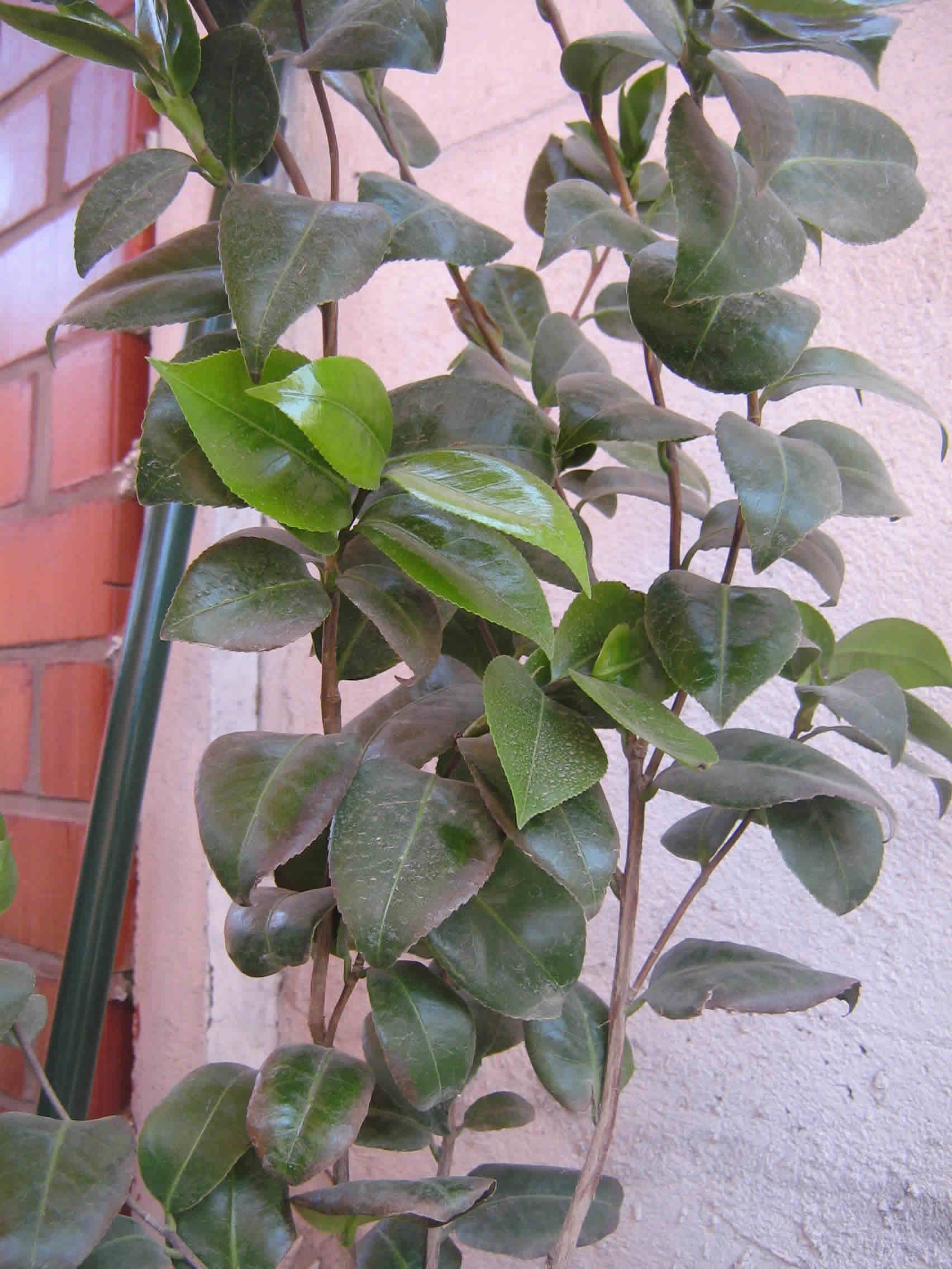 [Foto de planta, jardin, jardineria]