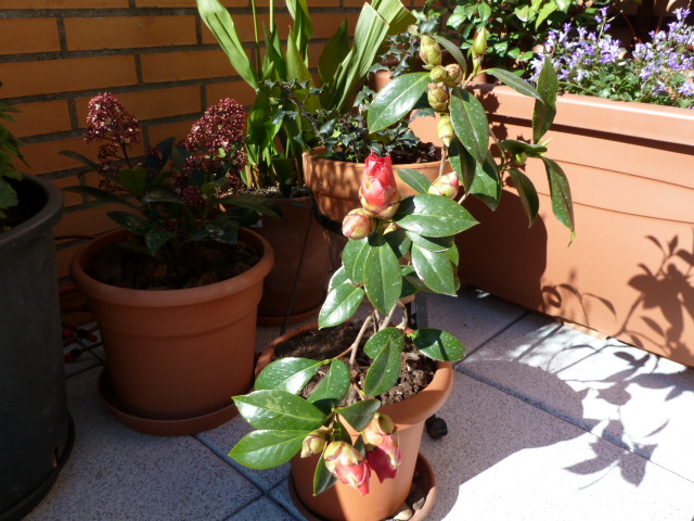 [Foto de planta, jardin, jardineria]