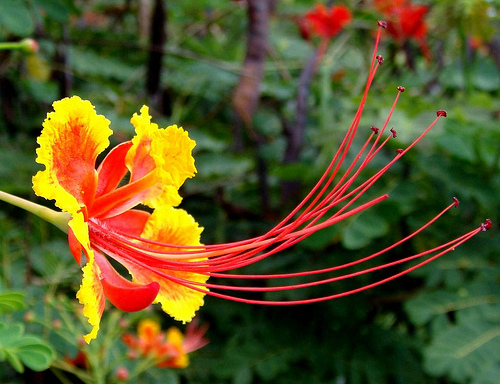 [Foto de planta, jardin, jardineria]