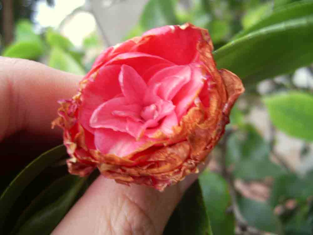 [Foto de planta, jardin, jardineria]