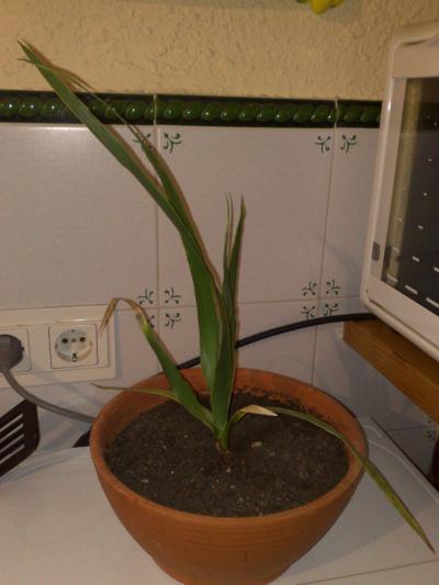 [Foto de planta, jardin, jardineria]
