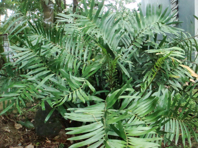 [Foto de planta, jardin, jardineria]