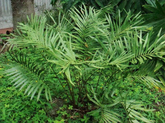 [Foto de planta, jardin, jardineria]