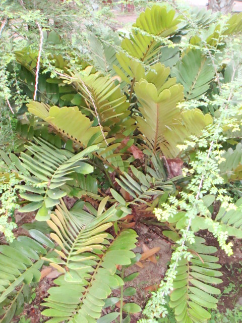 [Foto de planta, jardin, jardineria]