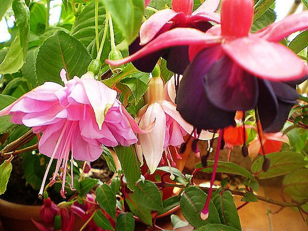 [Foto de planta, jardin, jardineria]