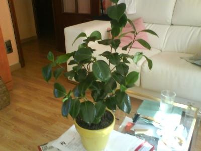 [Foto de planta, jardin, jardineria]