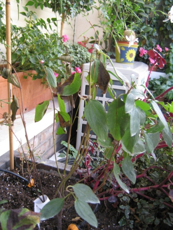 [Foto de planta, jardin, jardineria]